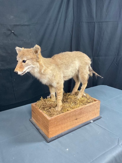 Coyote Pup