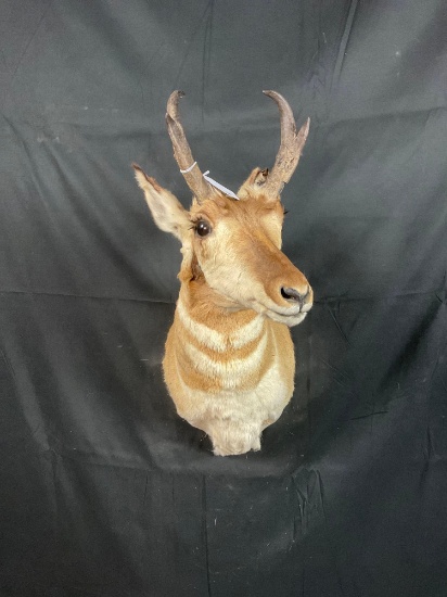 Pronghorn