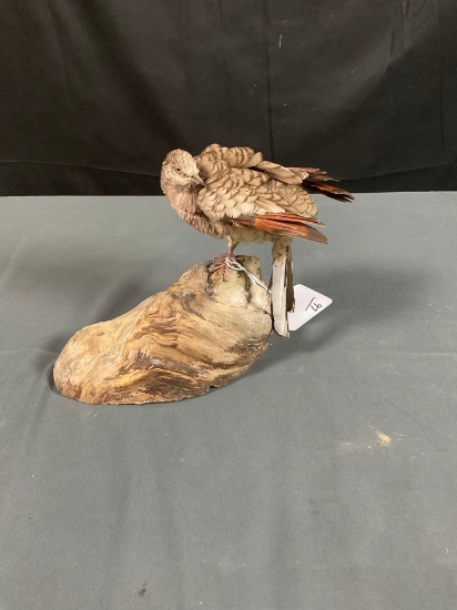 Ground Grouse