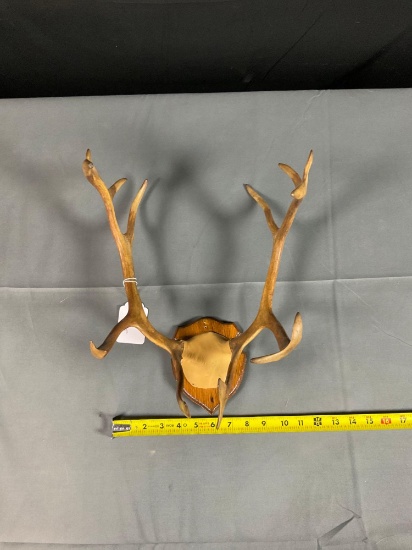Caribou Rack