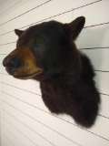 Black Bear Shoulder Mount - DO NOT BID IF YOU ARE FROM CA ? FL ? NE ? ND ? OK ? SD ? VA ? WV