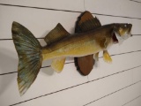 Trophy Walleye