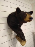 Half Mount Black Bear - DO NOT BID IF YOU ARE FROM CA ? FL ? NE ? ND ? OK ? SD ? VA ? WV