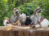 Animals in a Canoe