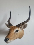 LECHWEY TAXIDERMY SHOULDER MOUNT