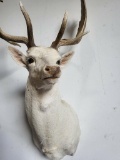 WHITE FALLOW DEER TAXIDERMY SHOULDER MOUNT - HARD TO FIND