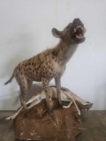VICIOUS LOOKING HYENA LIFE SIZE TAXIDERMY MOUNT