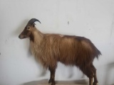 TAHR LIFE SIZE TAXIDERMY MOUNT