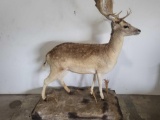 FALLOW DEER LIFE SIZE TAXIDERMY MOUNT