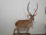 REMARKABLE AXIS DEER LIFE SIZE TAXIDERMY MOUNT