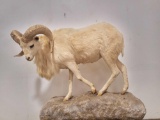 LIFE SIZE WHITE RED SHEEP TAXIDERMY MOUNT