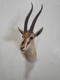 SPRING BOK TAXIDERMY SHOULDER MOUNT