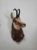 CHAMOIS TAXIDERMY SHOULDER MOUNT