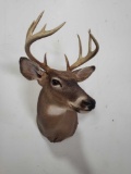WHITETAIL DEER TAXIDERMY SHOULDER MOUNT
