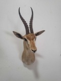 RED FRONTED GAZELLE TAXIDERMY SHOULDER MOUNT