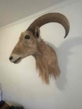 Aoudad