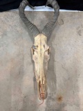 African Skull