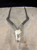 Impala Skull
