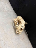 Cougar Skull