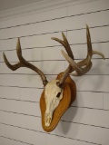 Deer Skull