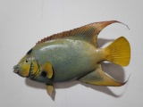 PARROT FISH HIGH END REPLICA TAXIDERMY FISH MOUNT