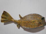 LEATHERJACKET HIGH END REPLICA TAXIDERMY FISH MOUNT