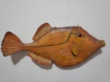 LEATHERJACKET HIGH END REPLICA TAXIDERMY FISH MOUNT