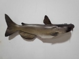 CATFISH HIGH END REPLICA TAXIDERMY FISH MOUNT
