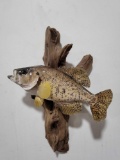CRAPPIE HIGH END REAL SKIN TAXIDERMY FISH MOUNT
