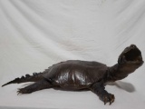 TAXIDERMY SNAPPING TURTLE MOUNT