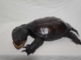 TAXIDERMY SNAPPING TURTLE MOUNT