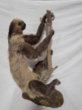 SLOTH TAXIDERMY MOUNT