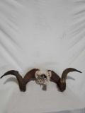 EUROPEAN SKULL AND HORN TAXIDERMY MOUNT