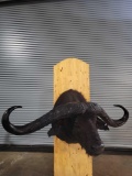 NUMBER ONE IN THE WORLD CAPE BUFFALO TAXIDERMY SHOULDER MOUNT WITH REPLICA RESIN WORD RECORD HORNS