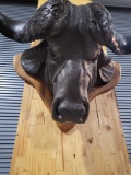 CAPE BUFFALO HORNS MOUNTED ON A BRONZE STYLE HEAD. VERY COOL TAXIDERMY STYLE SHOULDER MOUNT
