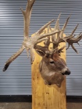 WHITETAIL DEER TAXIDERMY SHOULDER MOUNT WITH REPLICA ANTLERS AND A BIG DROP TINE