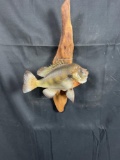 Blue Gill Fish