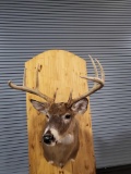 WHITETAIL DEER TAXIDERMY SHOULDER MOUNT
