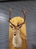 FALLOW DEER TAXIDERMY SHOULDER MOUNT