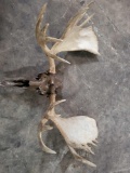 MOOSE SKULL AND ANTLER TAXIDERMY MOUNT