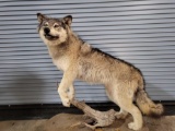 WOLF LIFE SIZE TAXIDERMY MOUNT