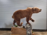 MOUNTAIN GRIZZLY BEAR LIFE SIZE TAXIDERMY MOUNT