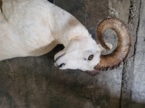 WORLD CLASS DALL SHEEP LIFE SIZE TAXIDERMY MOUNT