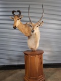 AFRICAN WATERBUCK AND HARTEBEEST TAXIDERMY PEDESTAL MOUNT