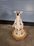 RARE WALLABY LIFE SIZE TAXIDERMY MOUNT