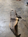 TAXIDERMY CROCODILE HIDE - OHIO RESIDENTS ONLY!