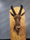 AFRICAN TOPI TAXIDERMY SHOULDER MOUNT
