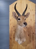 HARD TO FIND MOUNTAIN REEDBUCK TAXIDERMY SHOULDER MOUNT