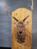 HARD TO FIND RUSA TAXIDERMY SHOULDER MOUNT