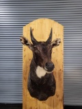 NILGAI TAXIDERMY SHOULDER MOUNT